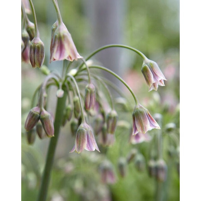 Honungslök-Nectaroscordum Siculum 7-pack